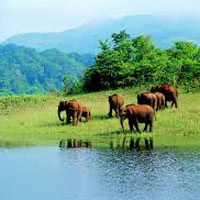 South India Wildlife Tour