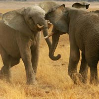 Tanzania Camping Safari Tour