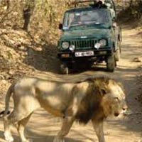 Wildlife Safari in Gujarat Tour