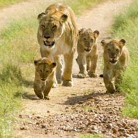 Lions And Tribes Of Gujarat Tour