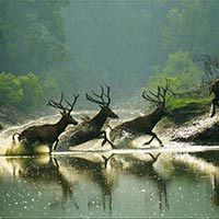 Golden Triangle And Wildlife Special Package