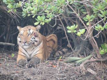 03 Days Sundarban Resort Package