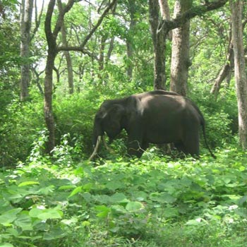 3 Nights Jharkhand Tour