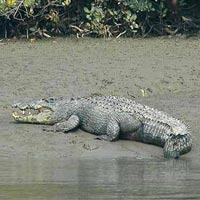 5Days 4Nights(Sundarban Tiger safari)