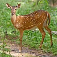 Kaziranga - Nameri - Pobitora Wildlife Sanctuary Tour