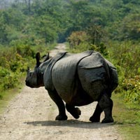 Wildlife Tour Of Assam Tour
