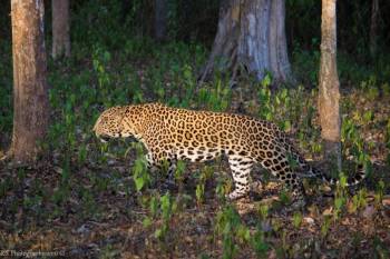 Dandeli National Park Tour
