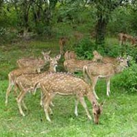 Short Escape to Bandipur National Park Tour