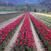 Kashmir holiday Tour Package
