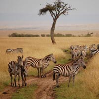 7 days kenya holiday safari Tour