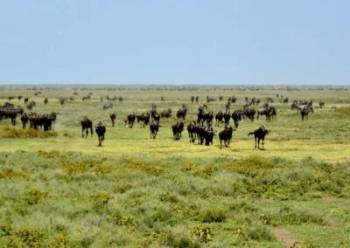 4 Days Great Wildebeest Migration At Ndutu Region Tour