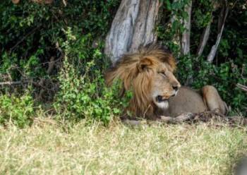 7 Days Great Wildebeest Migration Mara River Crossing Tour