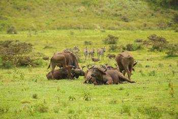 10 Days Northern Circuit Lodge Safari - Materuni Waterfalls Tour