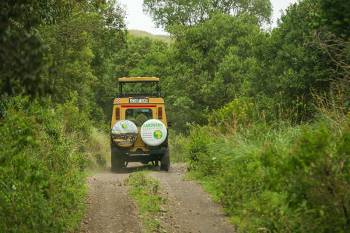4 Days Ndutu Migration Safari Calving Season Tour