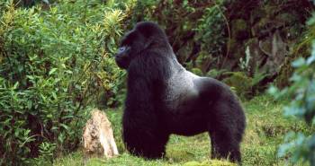 3 Days Gorilla - Golden Monkey Trekking Tour