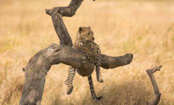 5 Days The Big 5 Luxury Safari In Tanzania Tour
