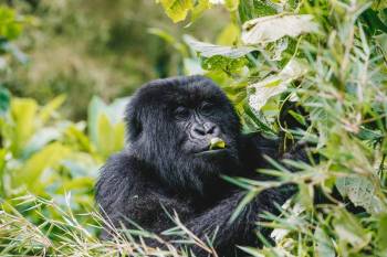 6 Days Gorilla - Relaxation Tour