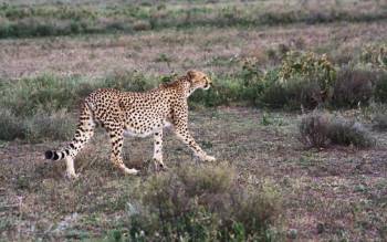 7 Days Serengeti Migration Western Corridor Tour