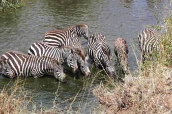 7 Days Tanzania Luxury Safari Tour