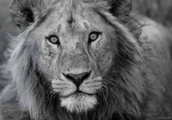 7 Days Serengeti Migration Mara River Crossing Tour