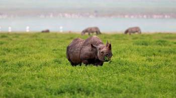 3-Day Safari Lake Manyara - Ngorongoro - Tarangire Tour