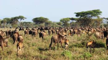 4 Days Safari To Lake Manyara - Serengeti - Ngorongoro Crater Tour