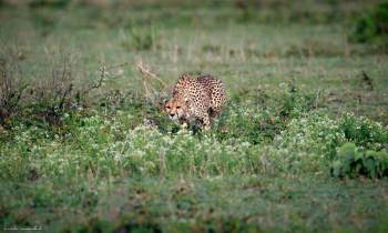 5 Days The Best Adventure Camping Safari Tour