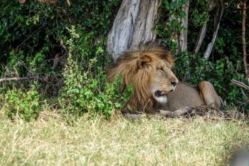 6 Days Safari To Lake Manyara - Serengeti - Ngorongoro Crater Tour