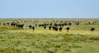 8D Arusha National Park - Lake Manyara - Serengeti - Ngorongoro - Tarangire Tour