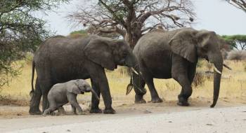 Tarangire National Park Day Trip