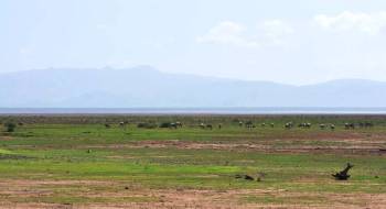 Lake Manyara National Park Day Trip