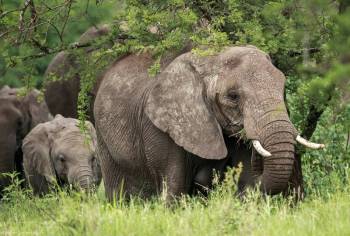 Tarangire National Park Day Trip