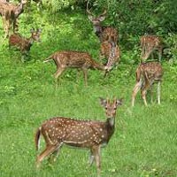 Wildlife Tour Of Chhattisgarh