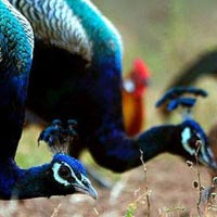 Debrigarh Wildlife Sanctuary Tour