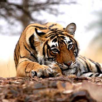 Rajasthan Tiger Tour