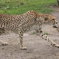 Luxury Kenya Safari Tour