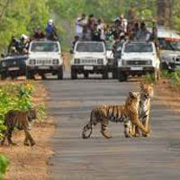Sundarban Forest safari with Kolkata city Tour