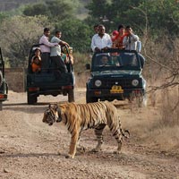 Tiger reserve Tour