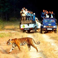Rajasthan wildlife Tour