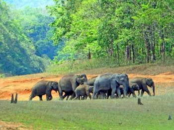 ATHIRAPPILLY - THATTEKKAD PACKAGE