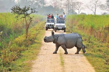 Assam - Kaziranga Wildlife Tour 4 Night 5 Days