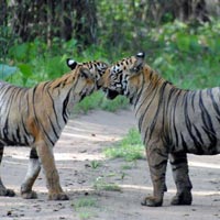 Bandhavgarh Wildlife Tour 2N / 3D For 6 Person 4 Safari
