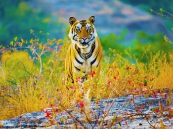 Tiger Tour of Madhya Pradesh Tour