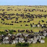 3-day - Masai - Mara - camping - safari Tour