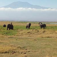 3 days Amboseli National park Tour