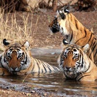 Corbett Safari Tour