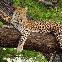 6 Days Serengeti, Ngorongoro, Tarangire and Lake Manyara Tour