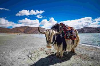 Lakes of Ladakh Tour