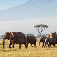 Kenya And Tanzania Safari