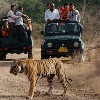 Ranthambore for 3 days Tour